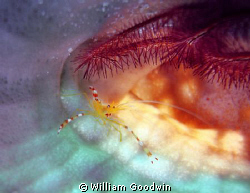 The rainbow within ... Golden Coral Shrimp in a branching... by William Goodwin 
